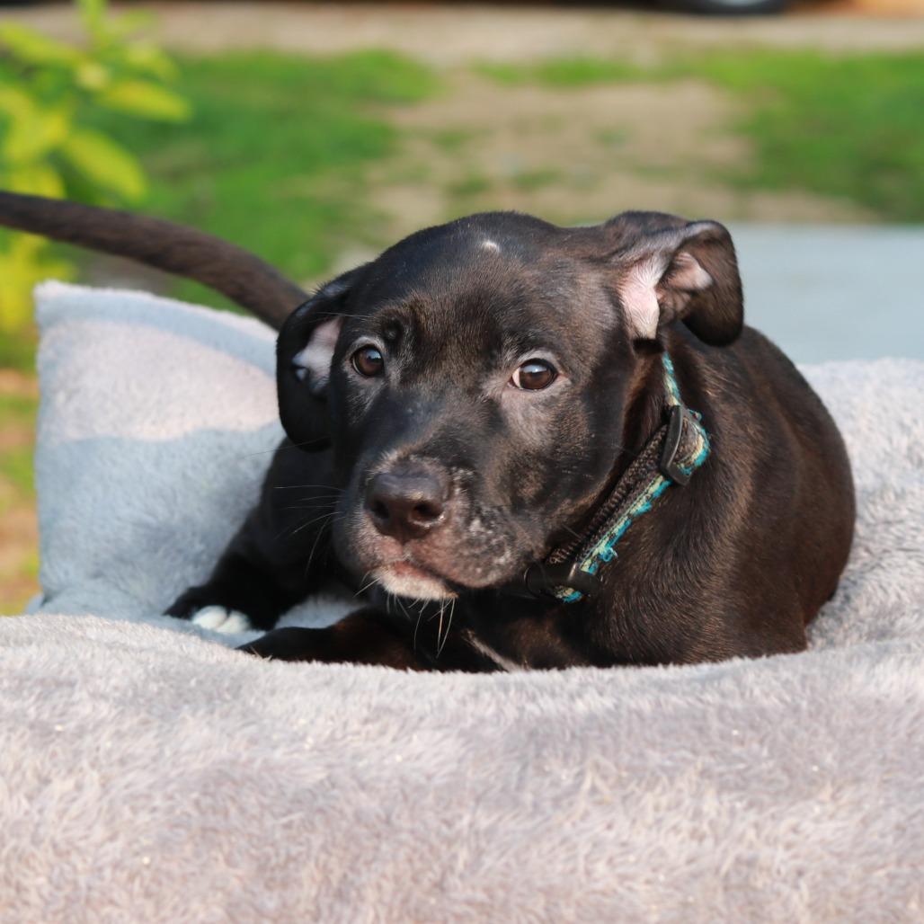Enlarge CT Jubal, a Adoptable mixed breed in Eastford, CT image 1/6