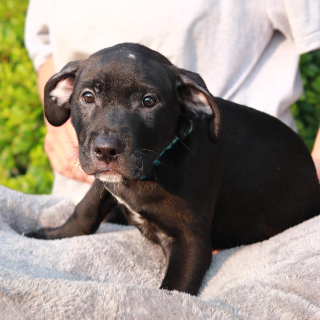 Enlarge CT Jubal, a Adoptable mixed breed in Eastford, CT image 2/6