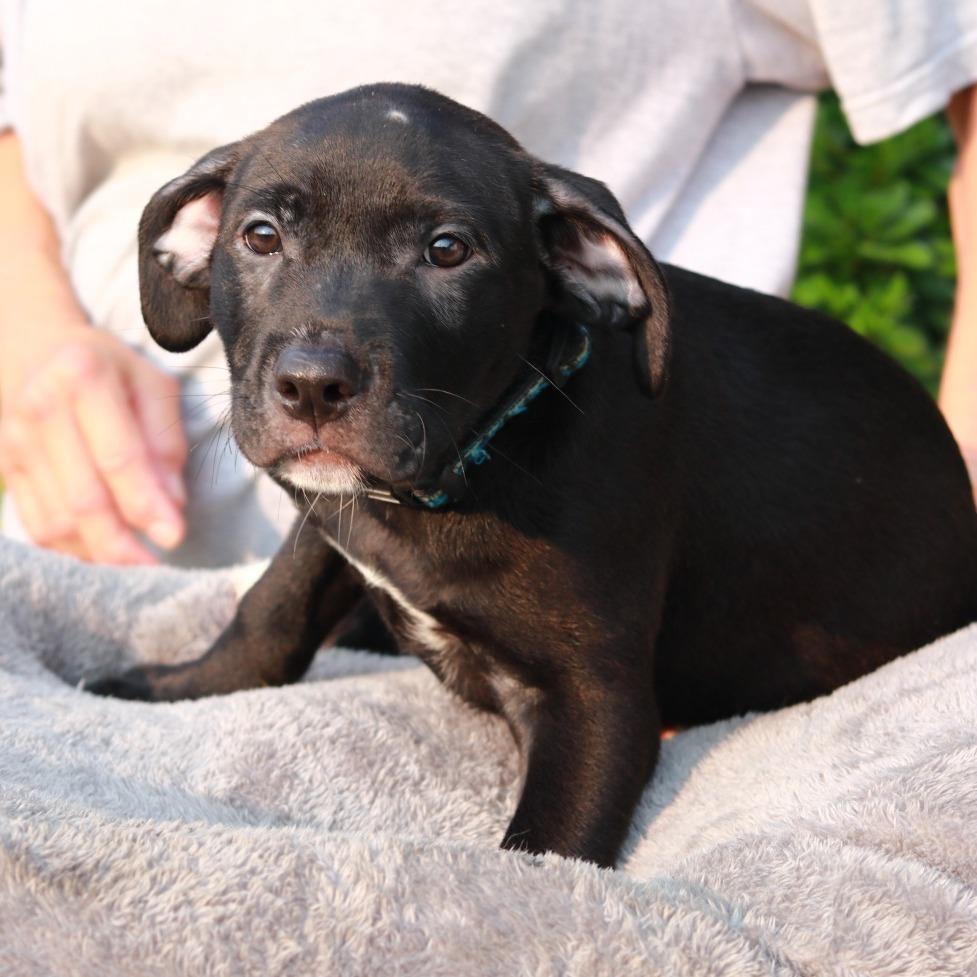 Enlarge CT Jubal, a Adoptable mixed breed in Eastford, CT image 3/6