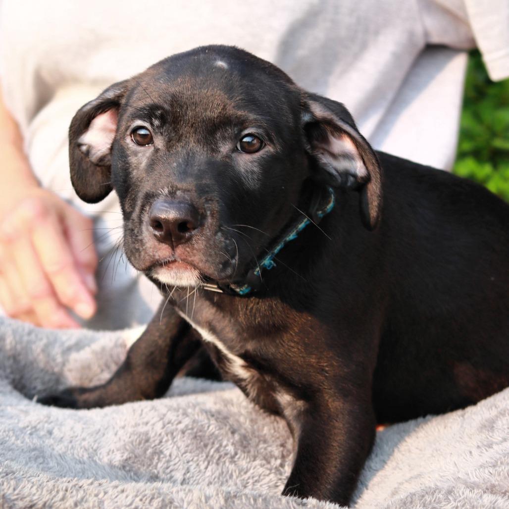 Enlarge CT Jubal, a Adoptable mixed breed in Eastford, CT image 4/6