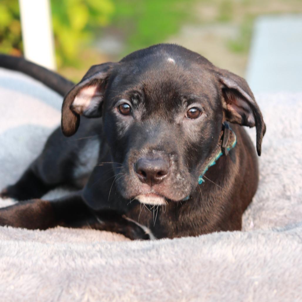 Enlarge CT Jubal, a Adoptable mixed breed in Eastford, CT image 5/6