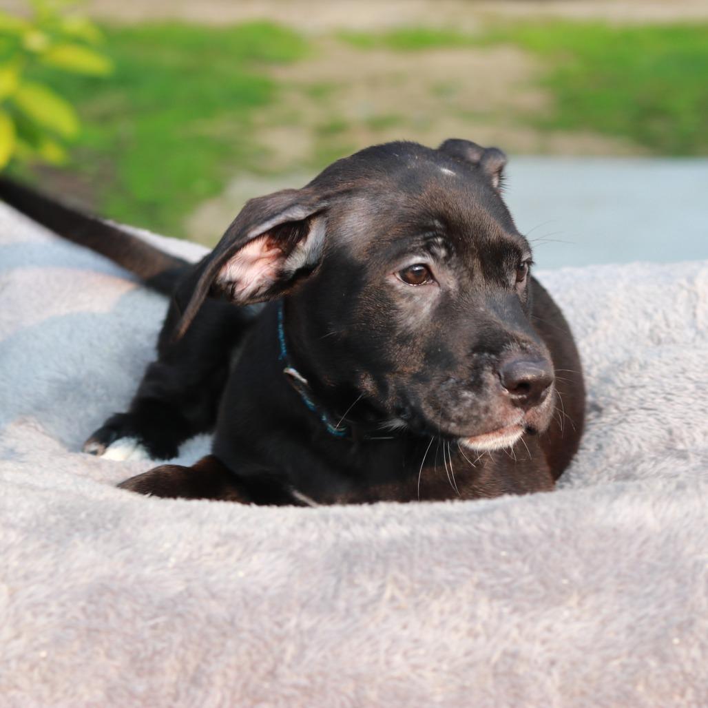 Enlarge CT Jubal, a Adoptable mixed breed in Eastford, CT image 6/6