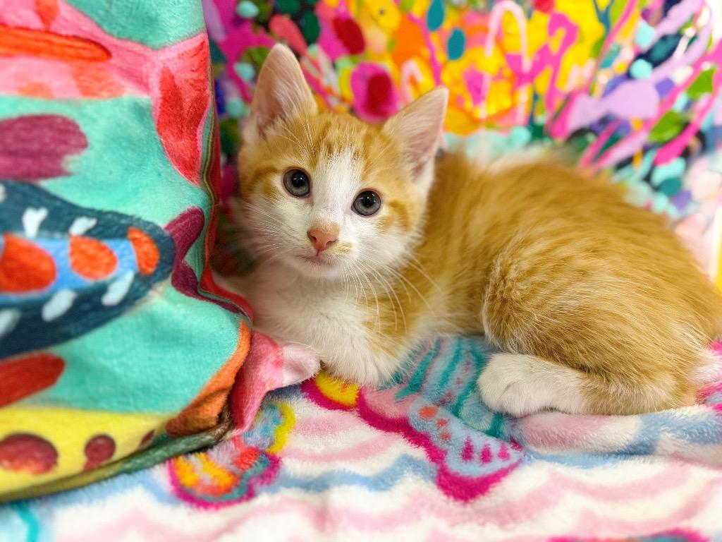 Zeb, Adoptable, Kitten Male Domestic Short Hair.