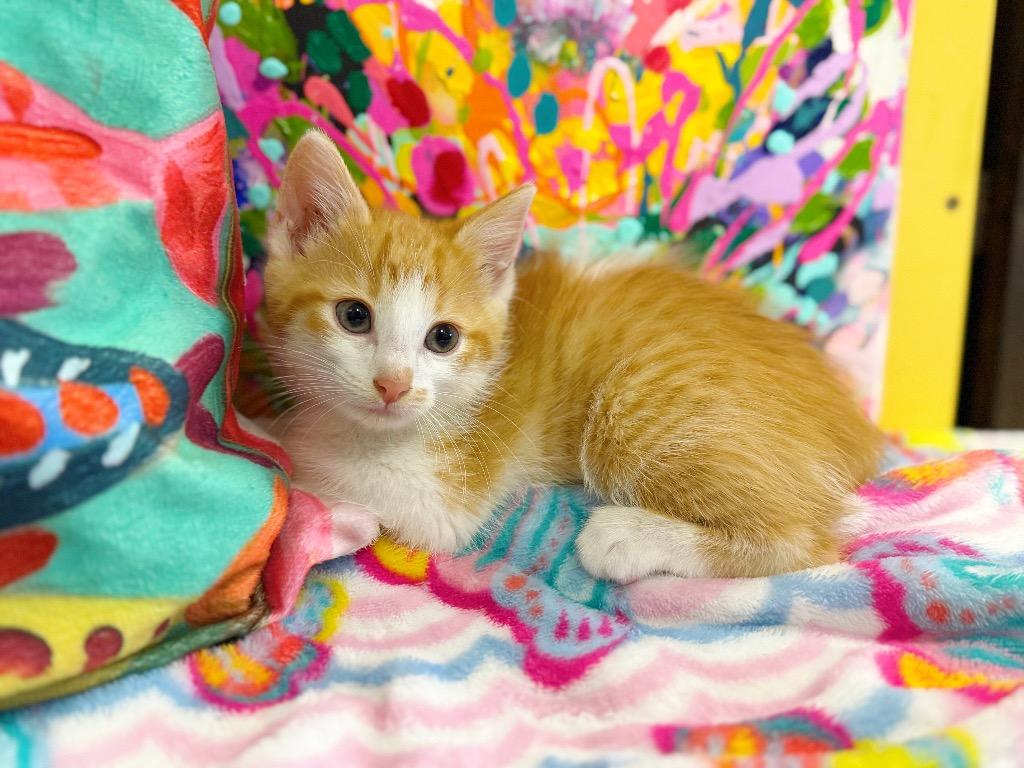 Enlarge Zeb, a Adoptable mixed breed image 2/4