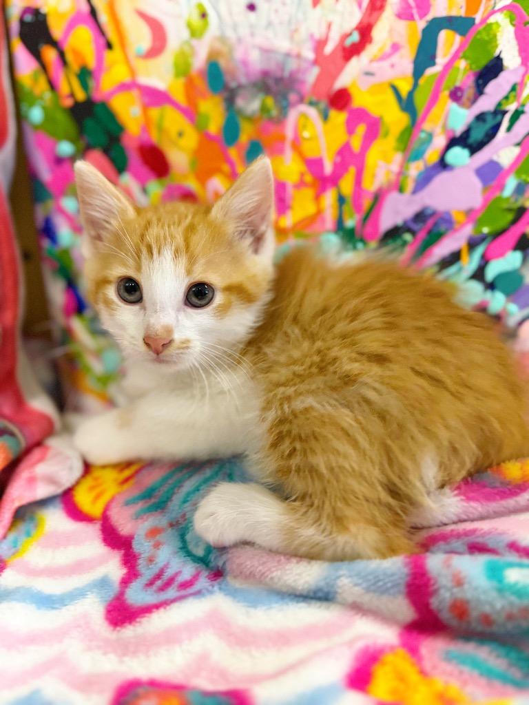 Enlarge Zeb, a Adoptable mixed breed image 3/4