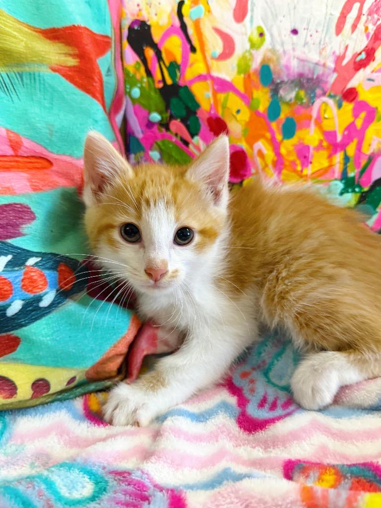 Enlarge Zeb, a Adoptable mixed breed image 4/4