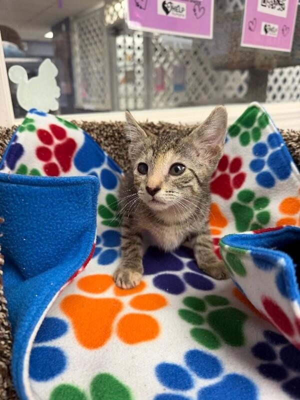 Enlarge Freya, a Adoptable Domestic Short Hair in Belton, MO image 1/1