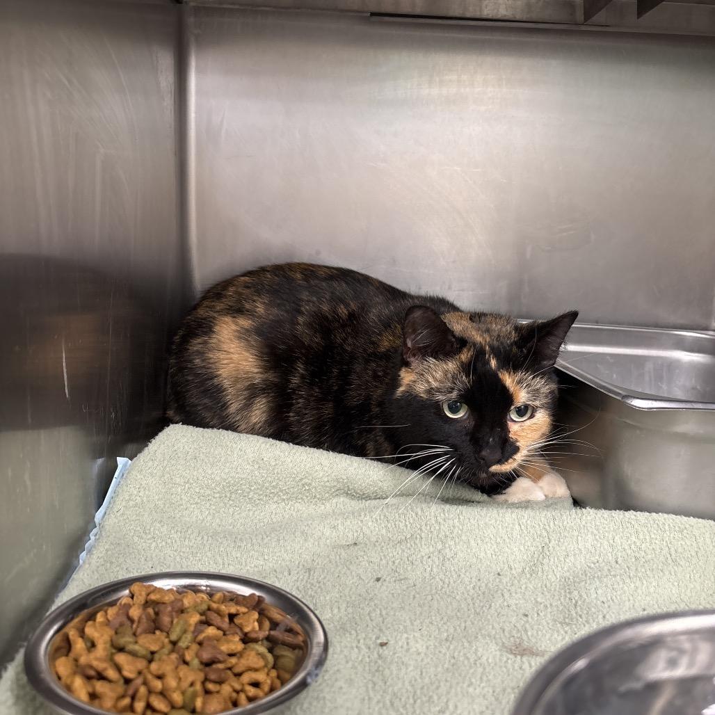 Mavis, Adoptable, Adult Female Domestic Short Hair & Domestic Short Hair.