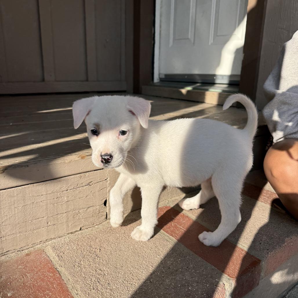 Nelly, a Adoptable Terrier in Bulverde, TX image 1/6