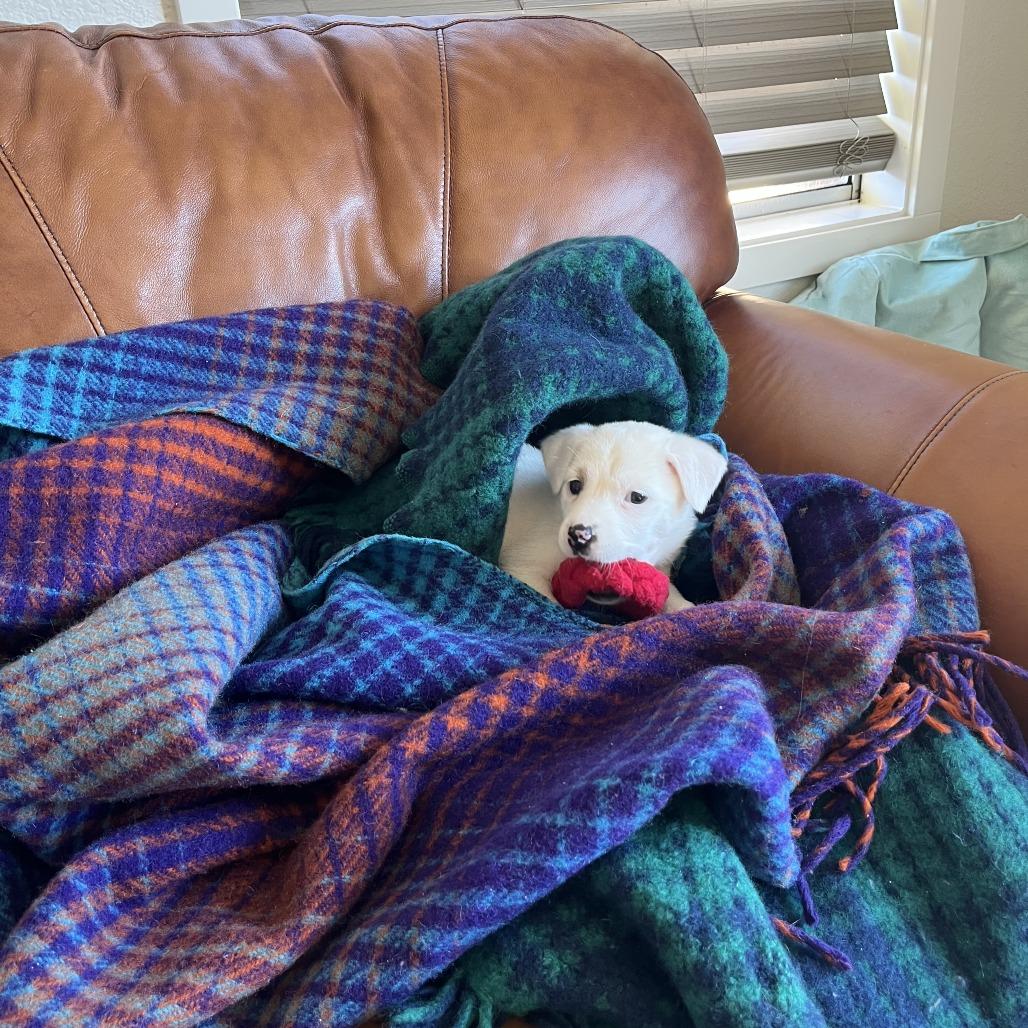 Nelly, a Adoptable Terrier in Bulverde, TX image 2/6