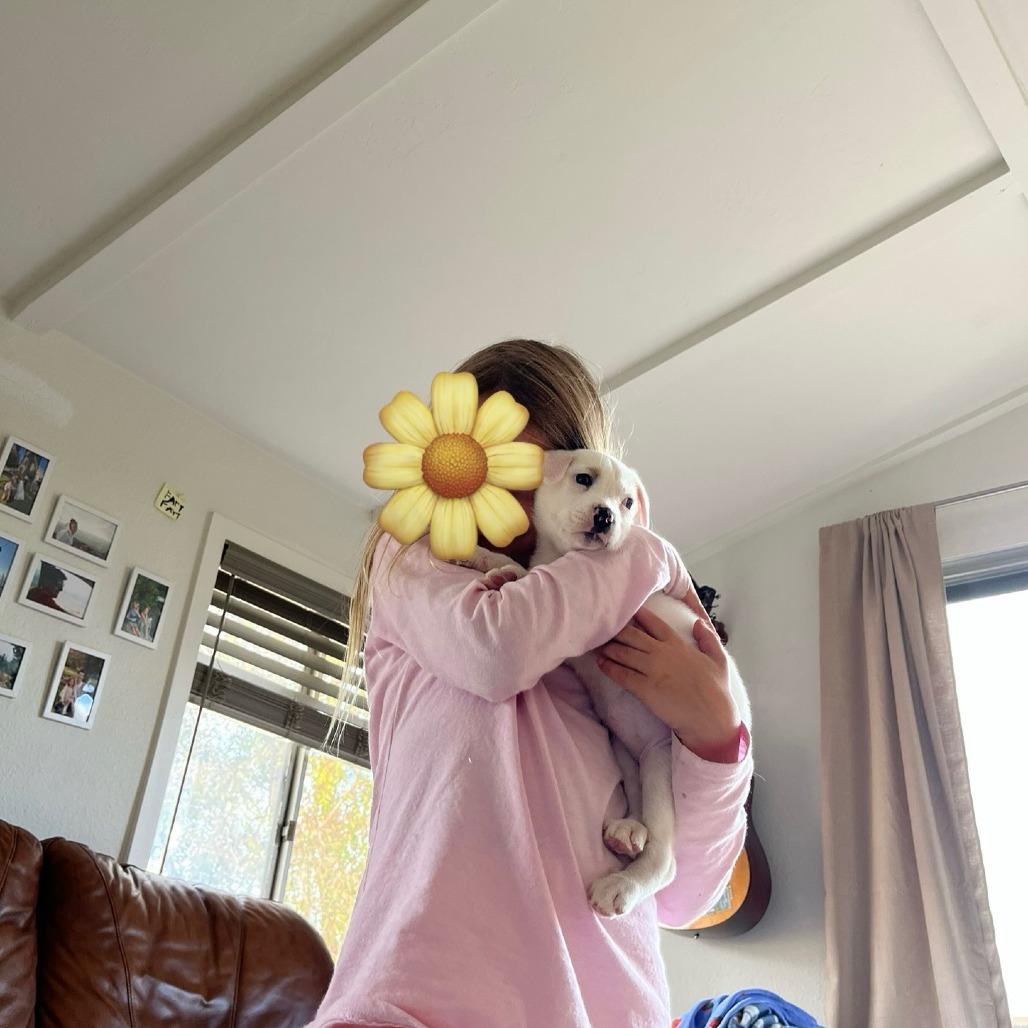 Nelly, a Adoptable Terrier in Bulverde, TX image 3/6