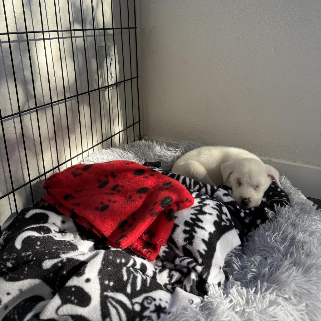 Nelly, a Adoptable Terrier in Bulverde, TX image 4/6