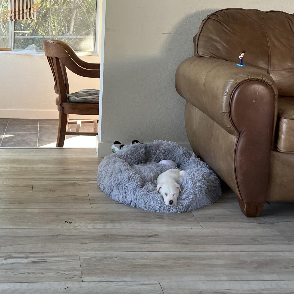 Nelly, a Adoptable Terrier in Bulverde, TX image 5/6