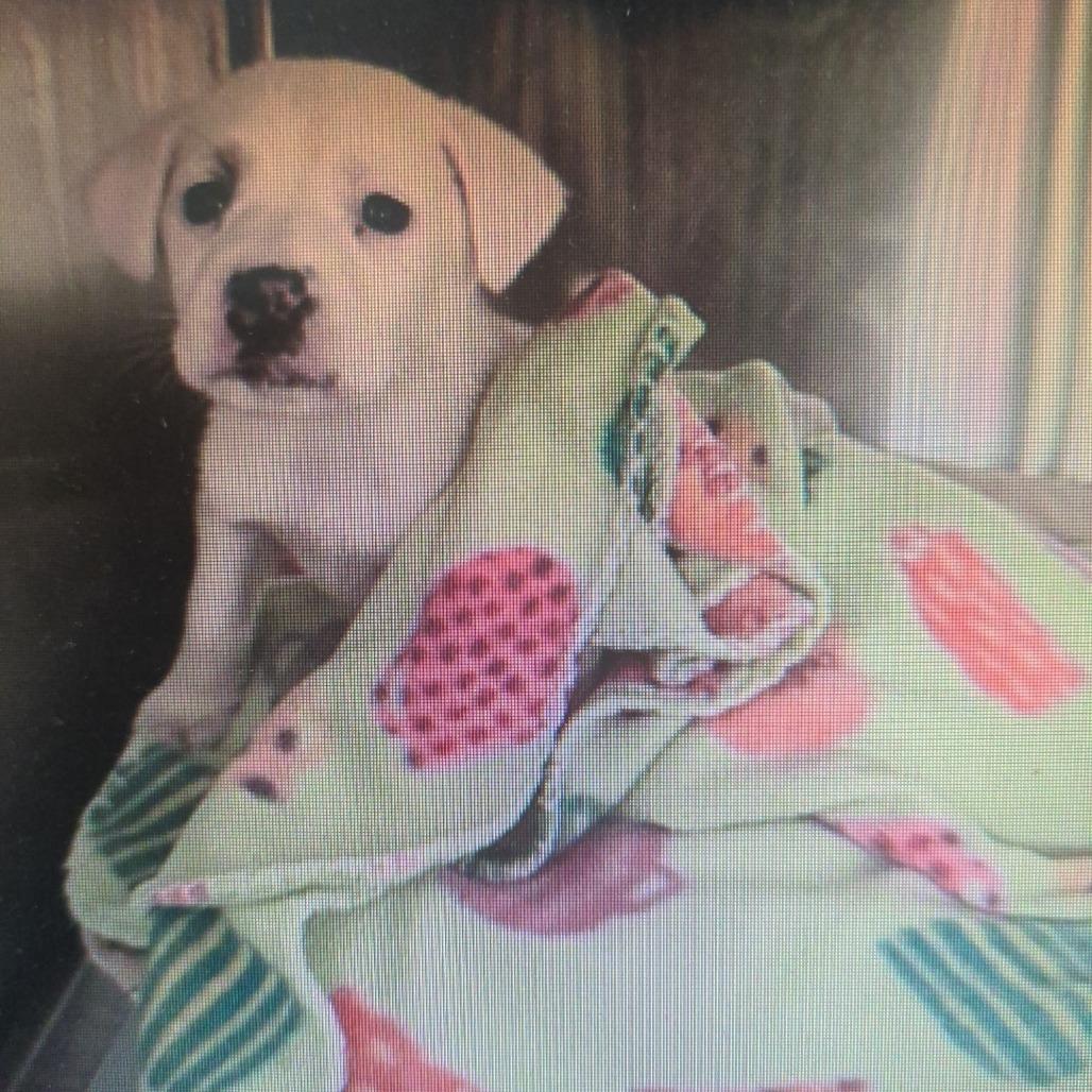 Nelly, a Adoptable Terrier in Bulverde, TX image 6/6