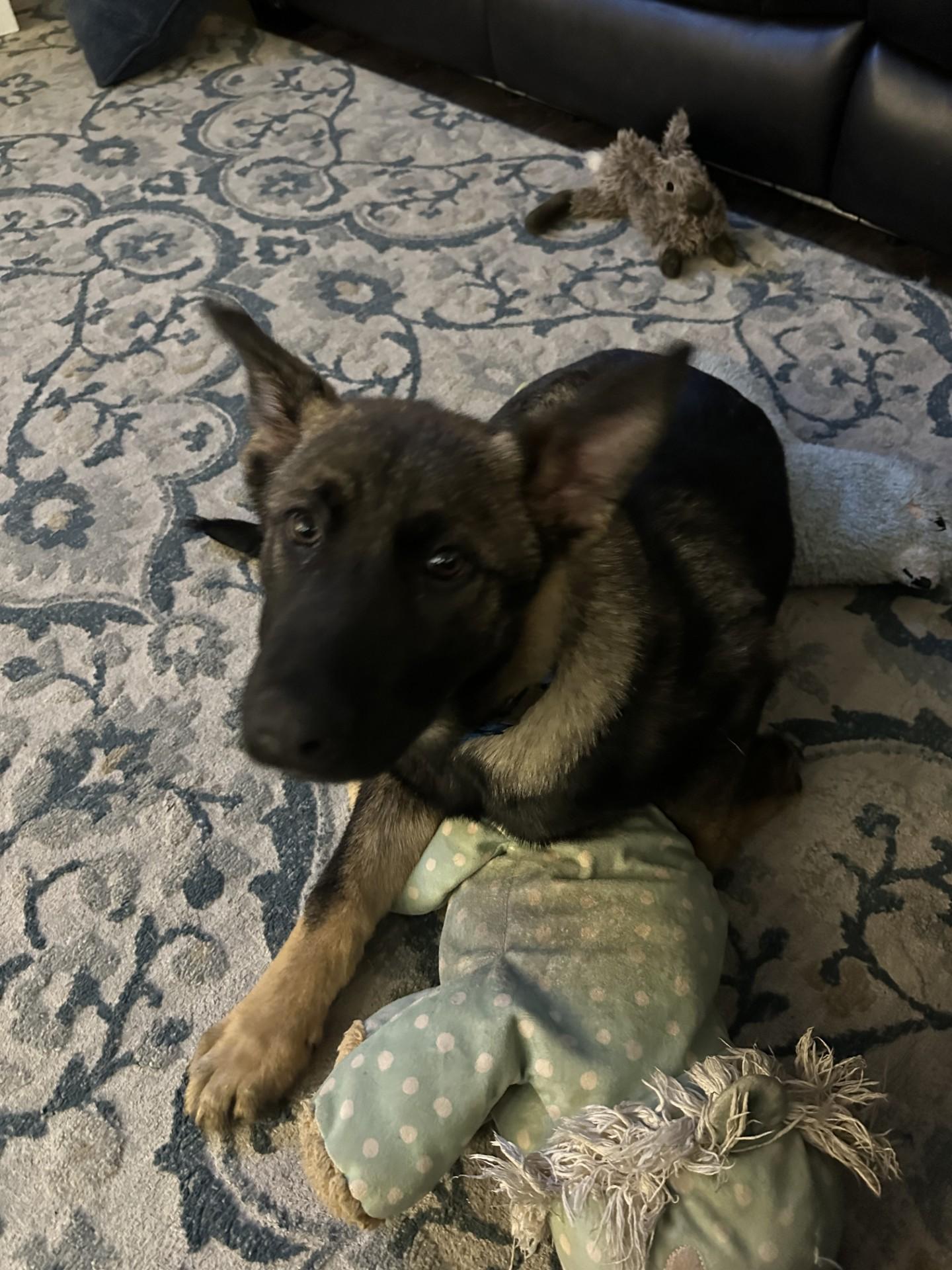 Rocco-I25070, ADOPTABLE, Young Male German Shepherd Dog.