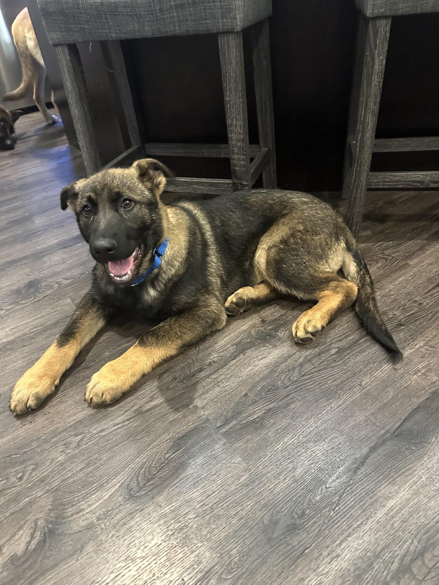 Rocco-I25070, a ADOPTABLE German Shepherd Dog in Anoka, MN image 2/4