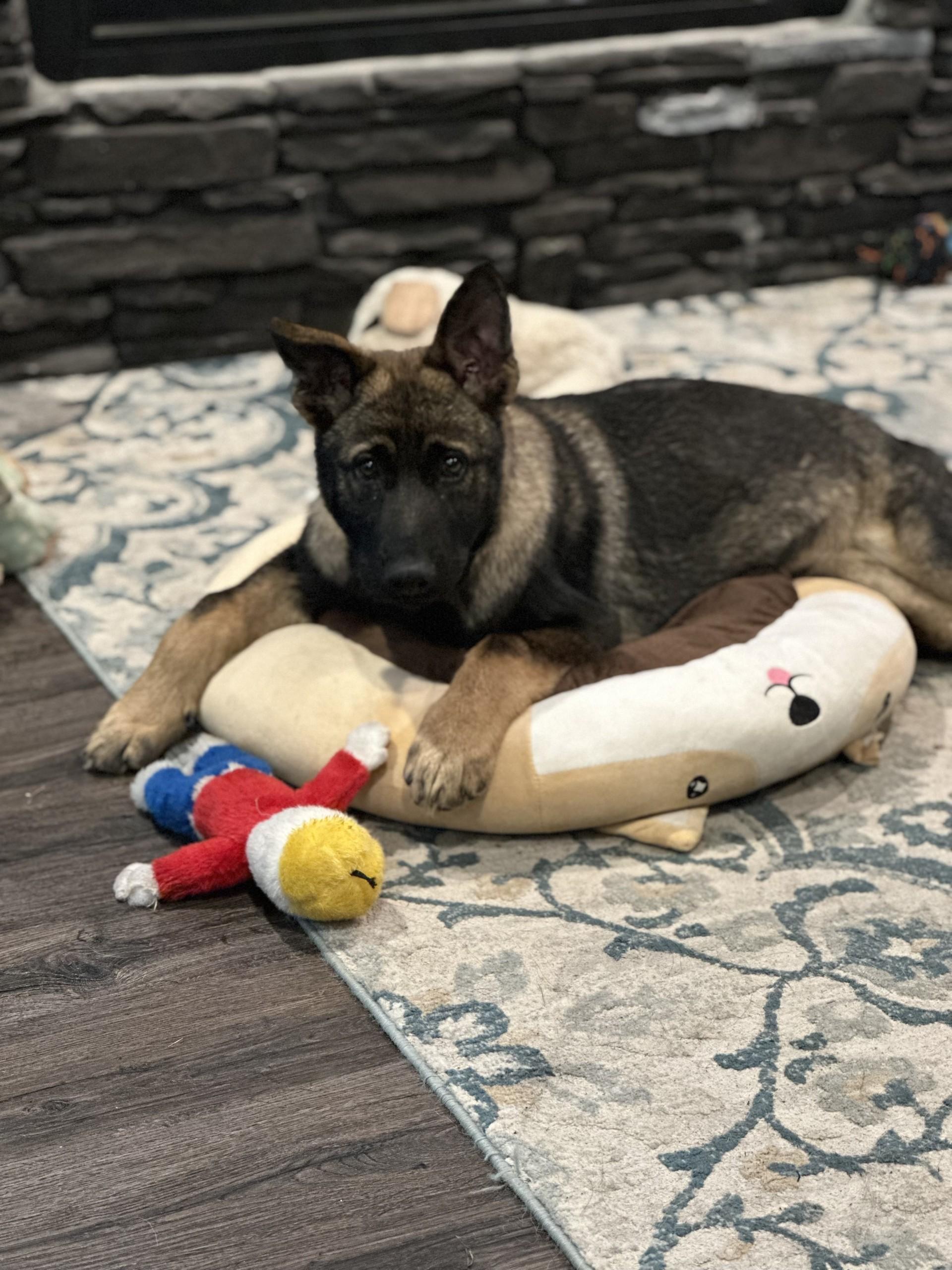 Rocco-I25070, a ADOPTABLE German Shepherd Dog in Anoka, MN image 3/4