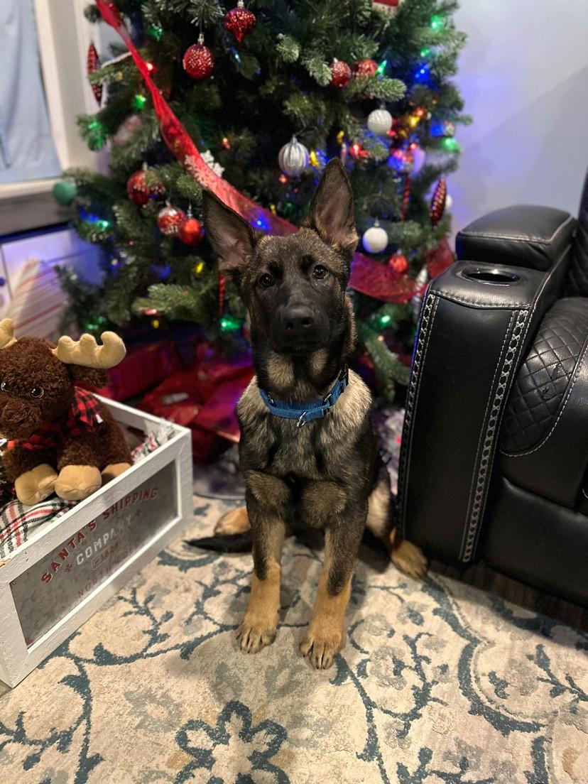 Rocco-I25070, a ADOPTABLE German Shepherd Dog in Anoka, MN image 4/4