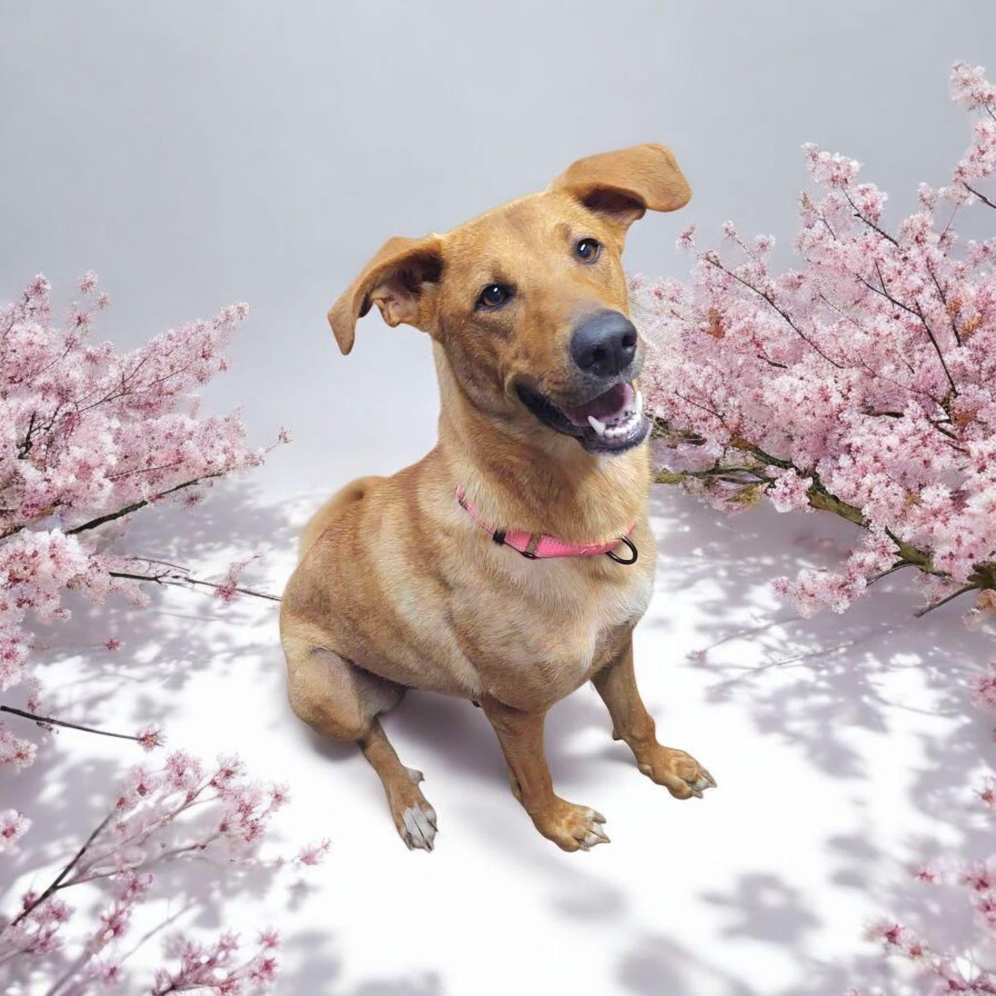 Sugar *available for adoption special*