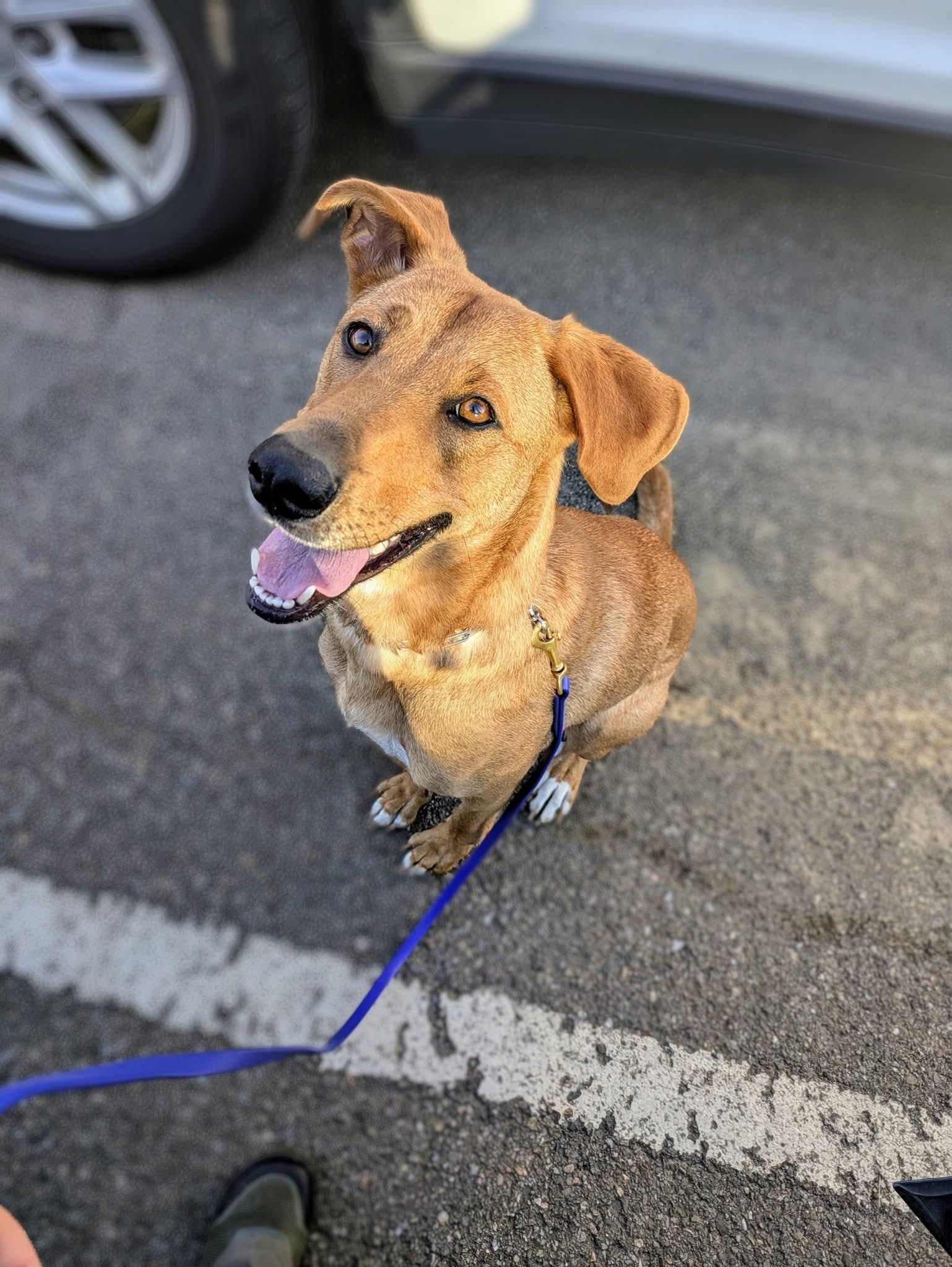 Sugar *available for adoption special*