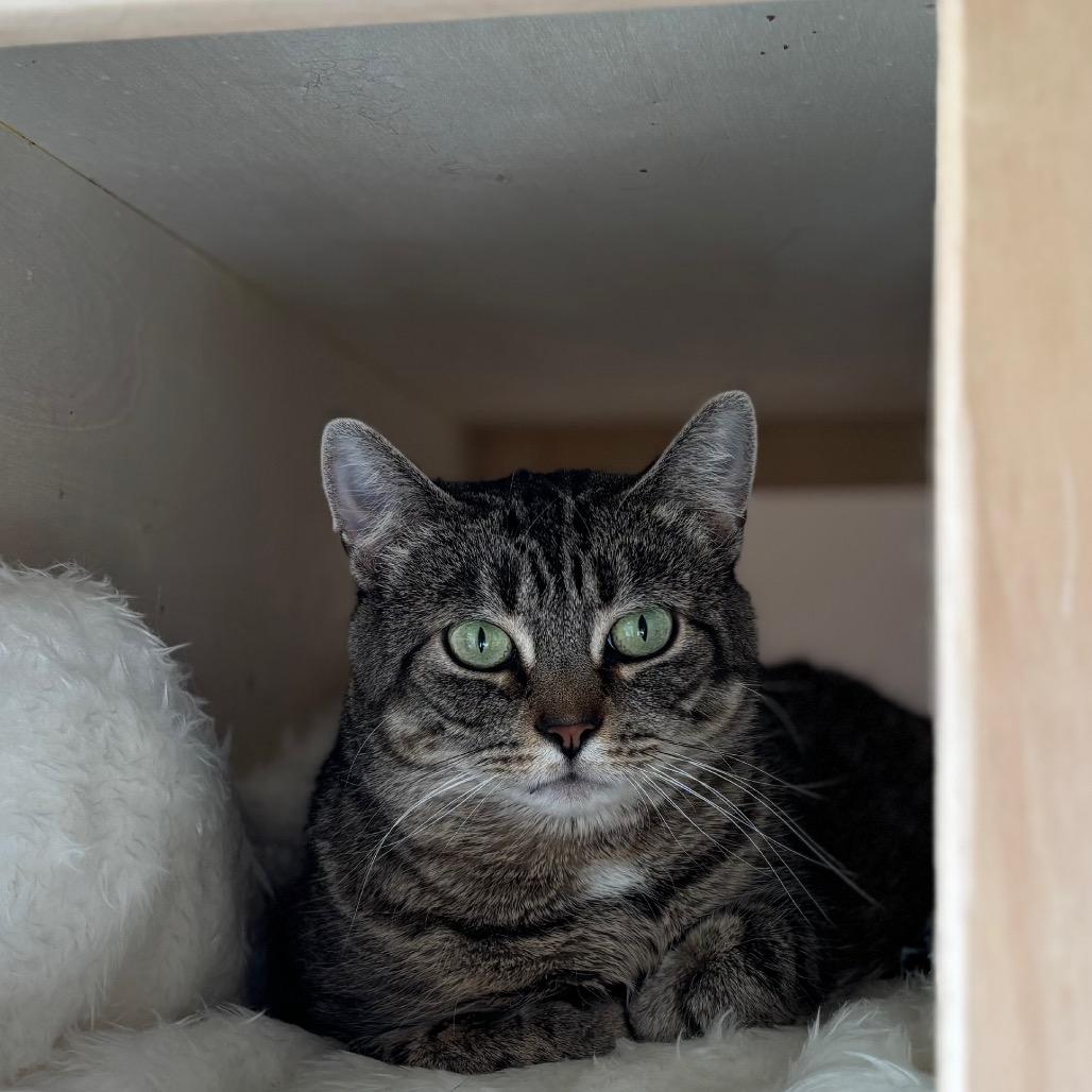 Hazel, Adoptable, Adult Female Domestic Short Hair.