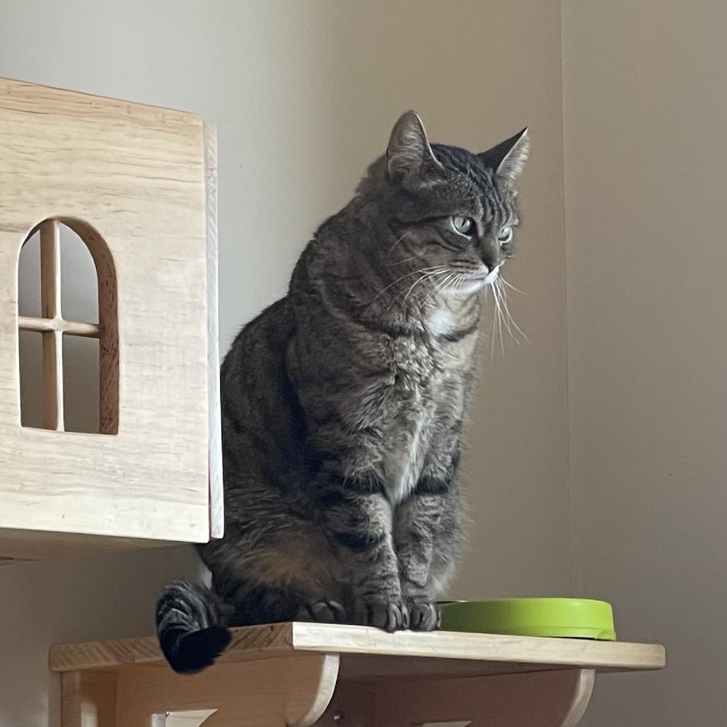 Hazel, a Adoptable Domestic Short Hair in Ballston Spa, NY image 2/3