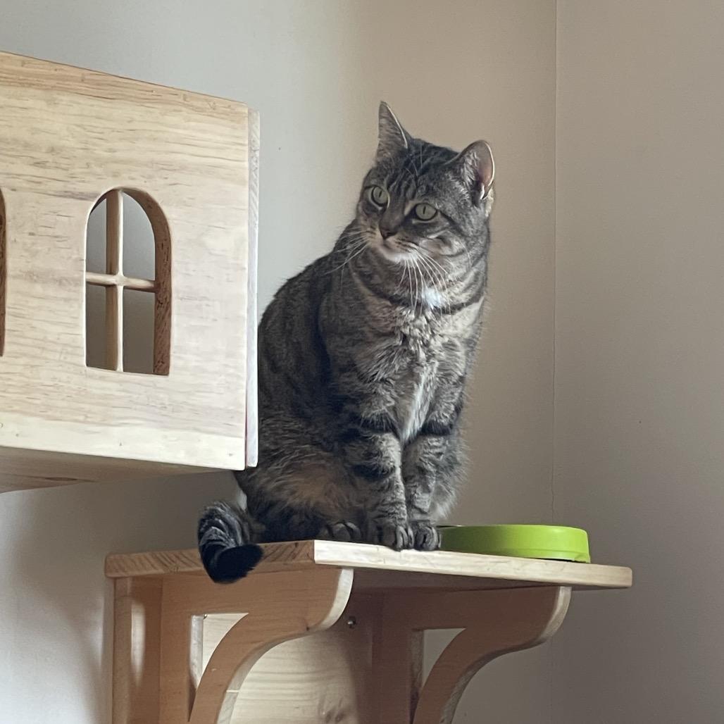 Hazel, a Adoptable Domestic Short Hair in Ballston Spa, NY image 3/3