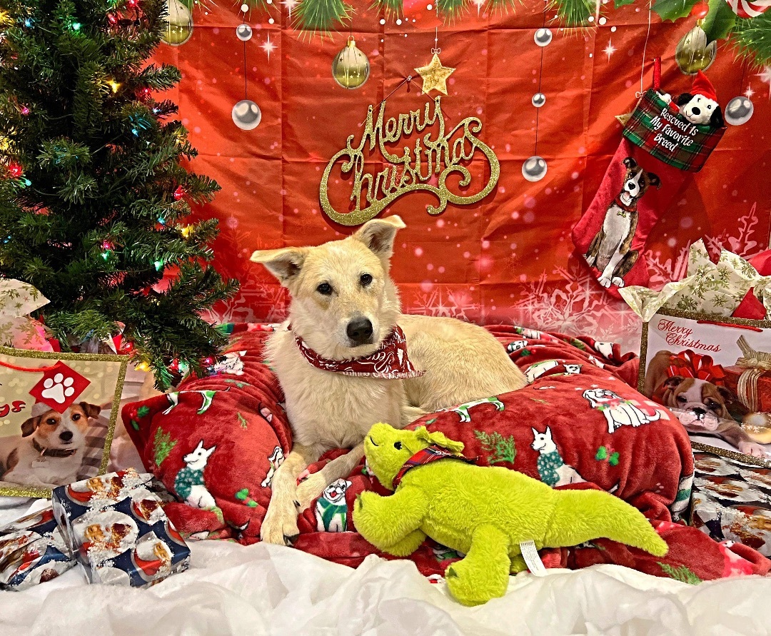 Jubal, a Adoptable mixed breed in Brookshire, TX image 1/6