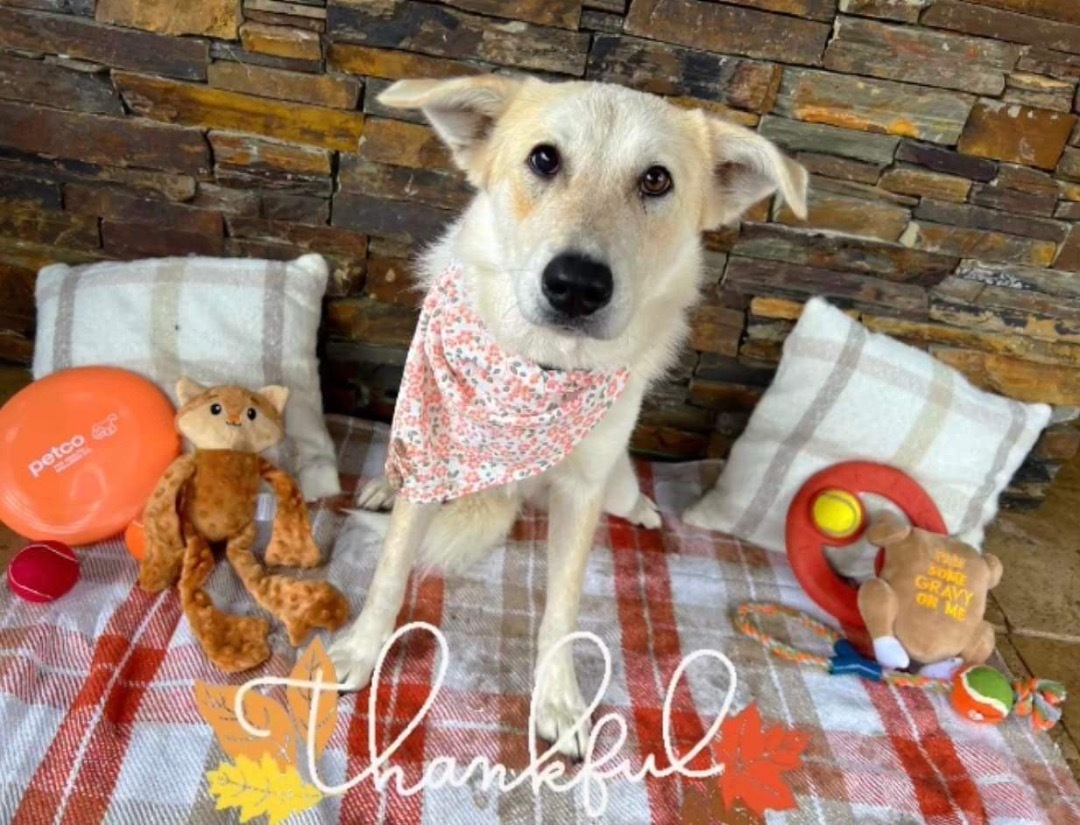 Jubal, a Adoptable mixed breed in Brookshire, TX image 2/6