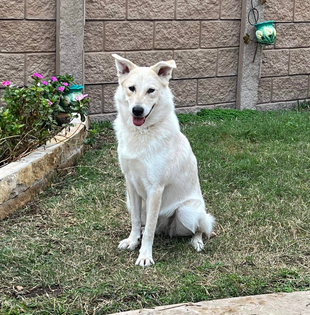 Jubal, a Adoptable mixed breed in Brookshire, TX image 3/6