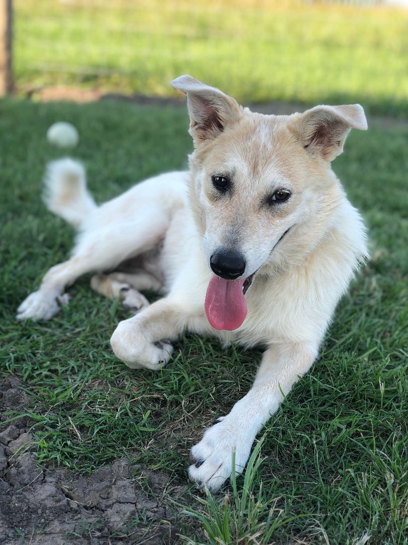 Jubal, a Adoptable mixed breed in Brookshire, TX image 4/6