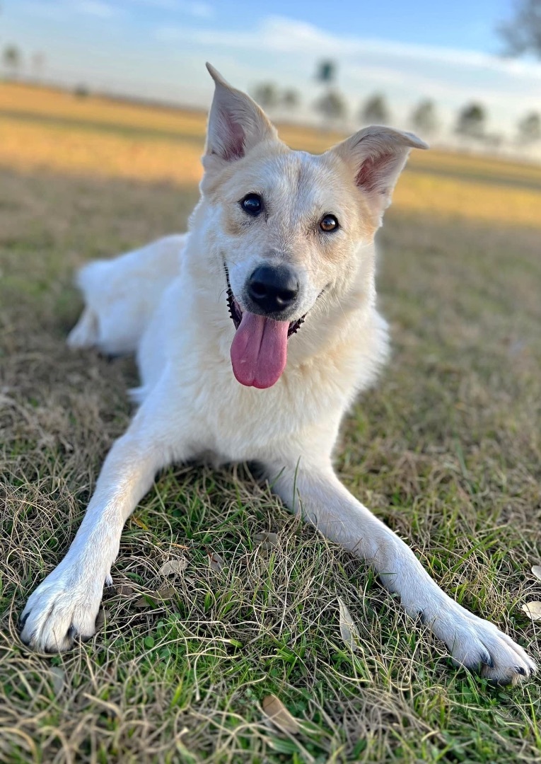 Jubal, a Adoptable mixed breed in Brookshire, TX image 5/6
