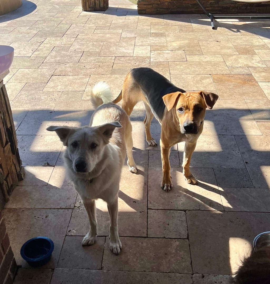 Jubal, a Adoptable mixed breed in Brookshire, TX image 6/6