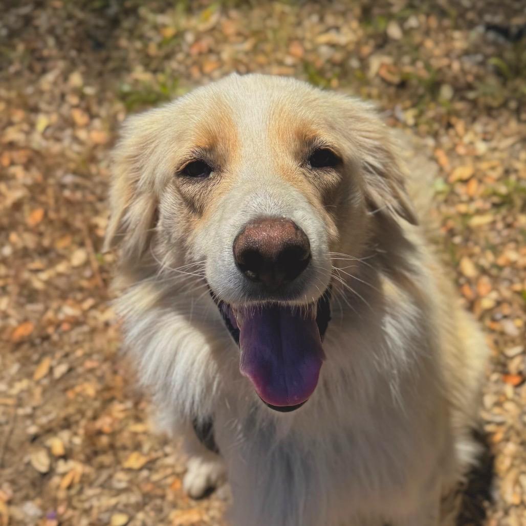 Coco, Adoptable, Adult Male Mixed Breed.