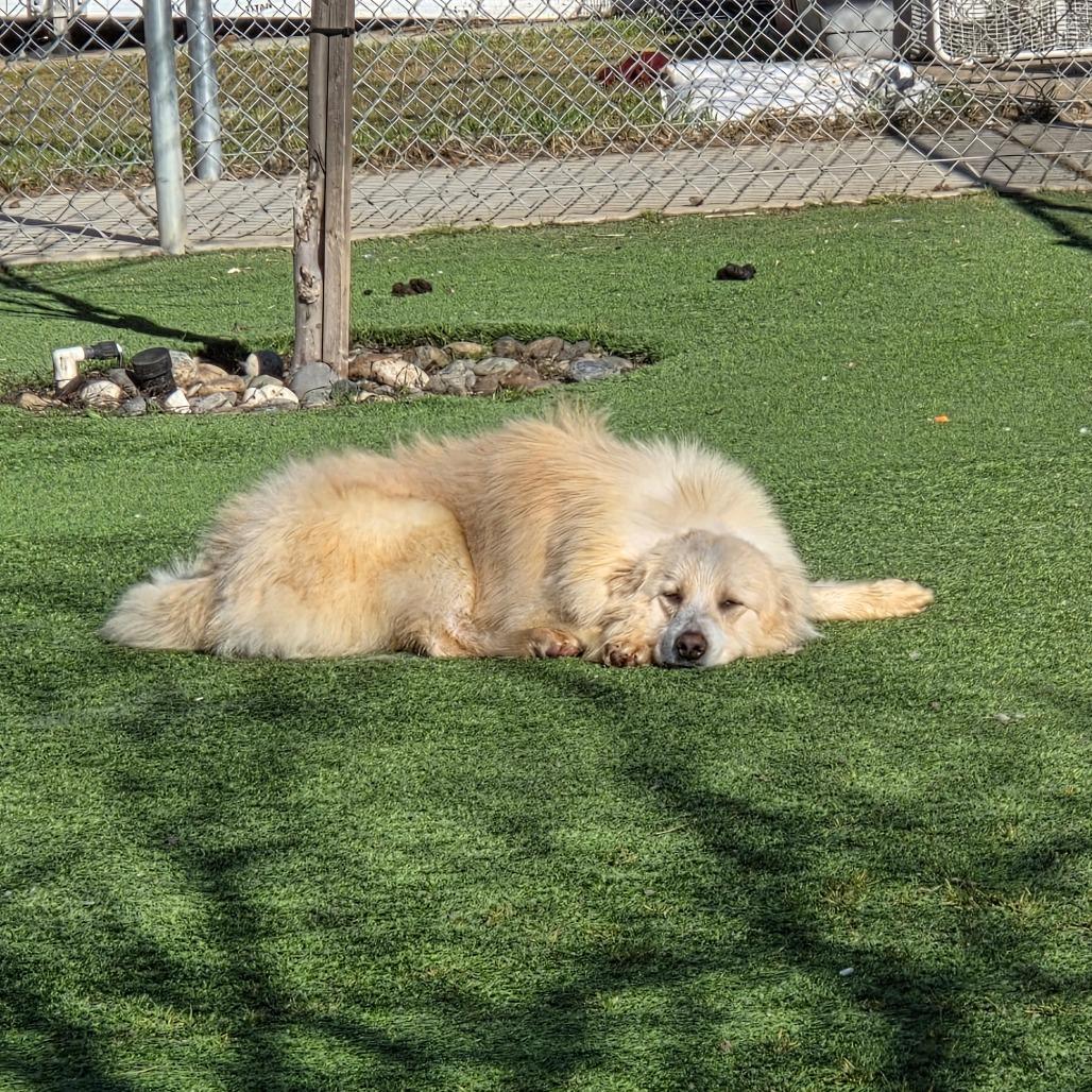 Enlarge Coco, a Adoptable Mixed Breed in Redwood Valley, CA image 2/6
