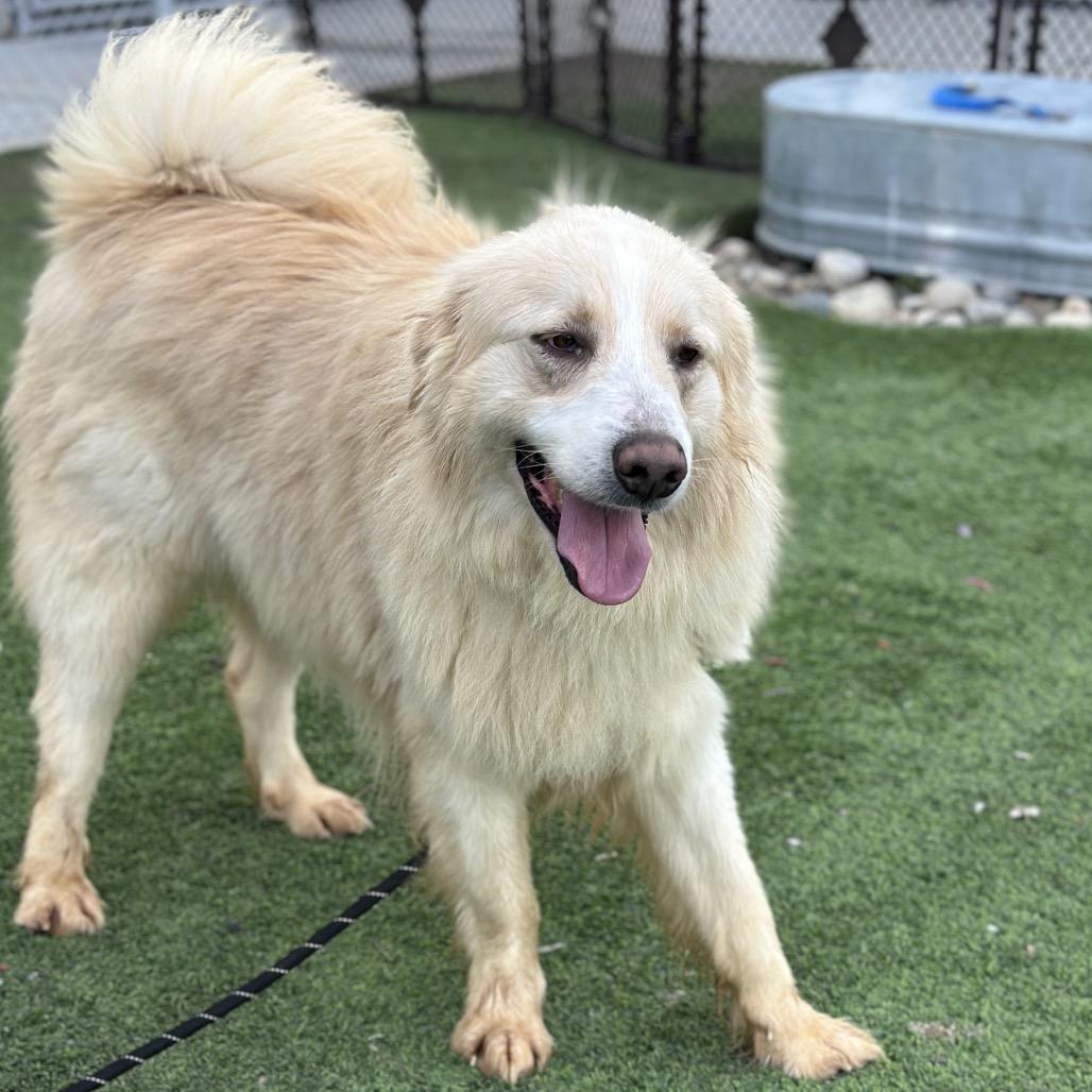 Enlarge Coco, a Adoptable Mixed Breed in Redwood Valley, CA image 3/6