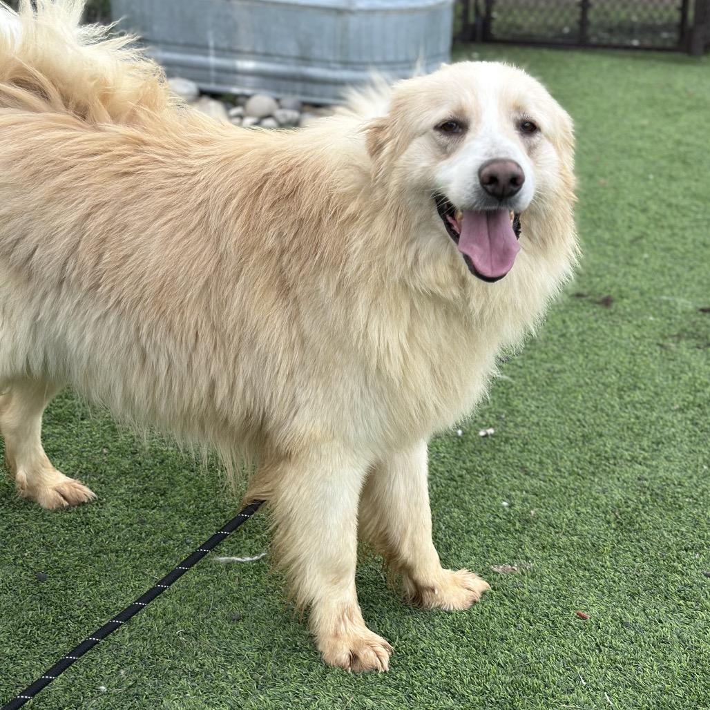 Enlarge Coco, a Adoptable Mixed Breed in Redwood Valley, CA image 4/6