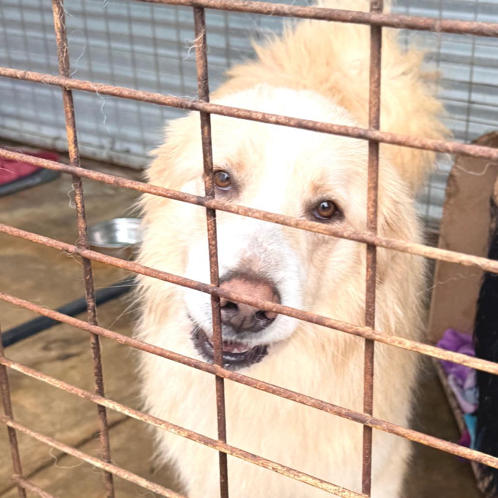 Enlarge Coco, a Adoptable Mixed Breed in Redwood Valley, CA image 5/6