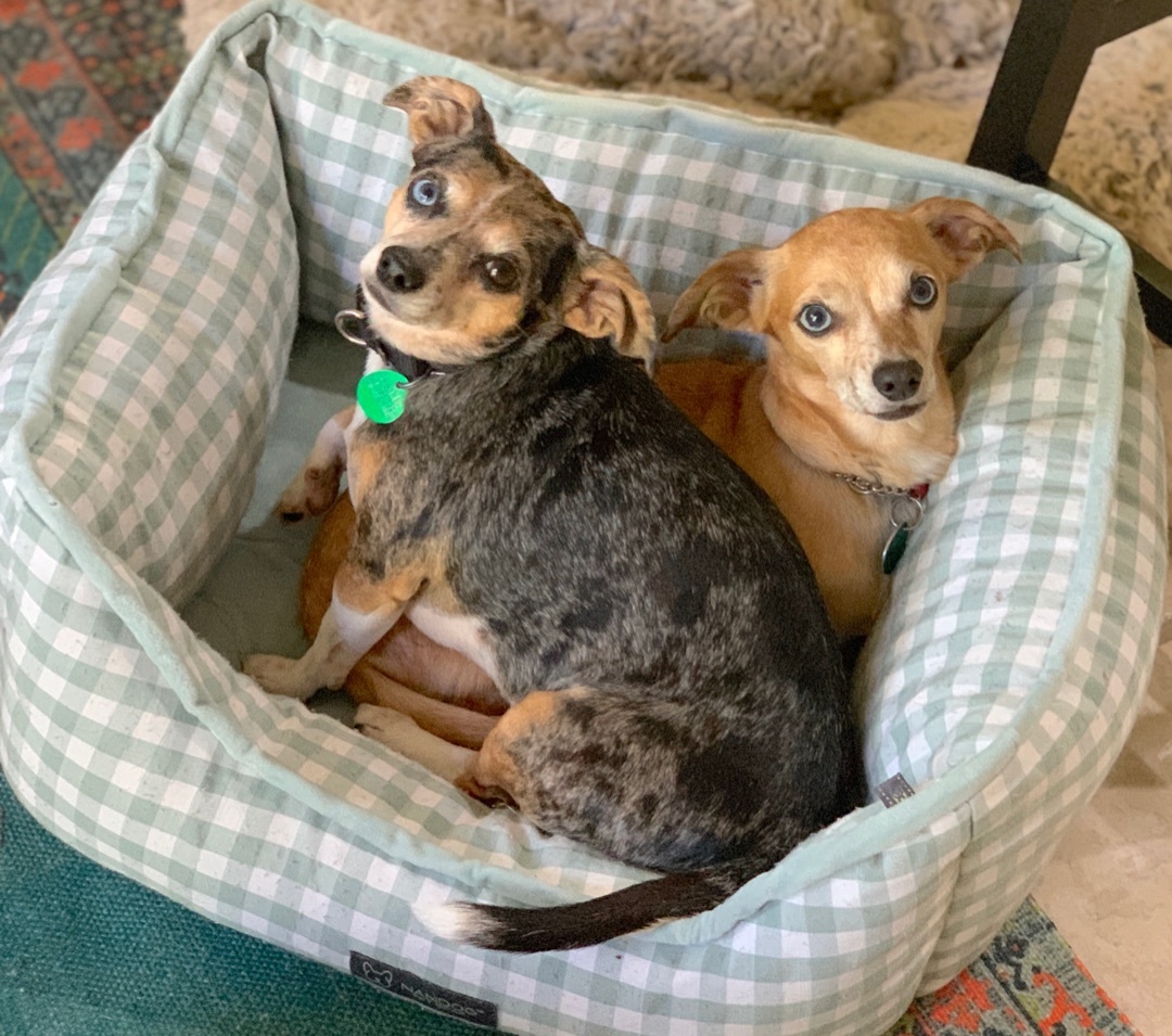 Enlarge ZOEY & BUBBA (bonded pair), a Adoptable mixed breed in Kingwood, TX image 1/6