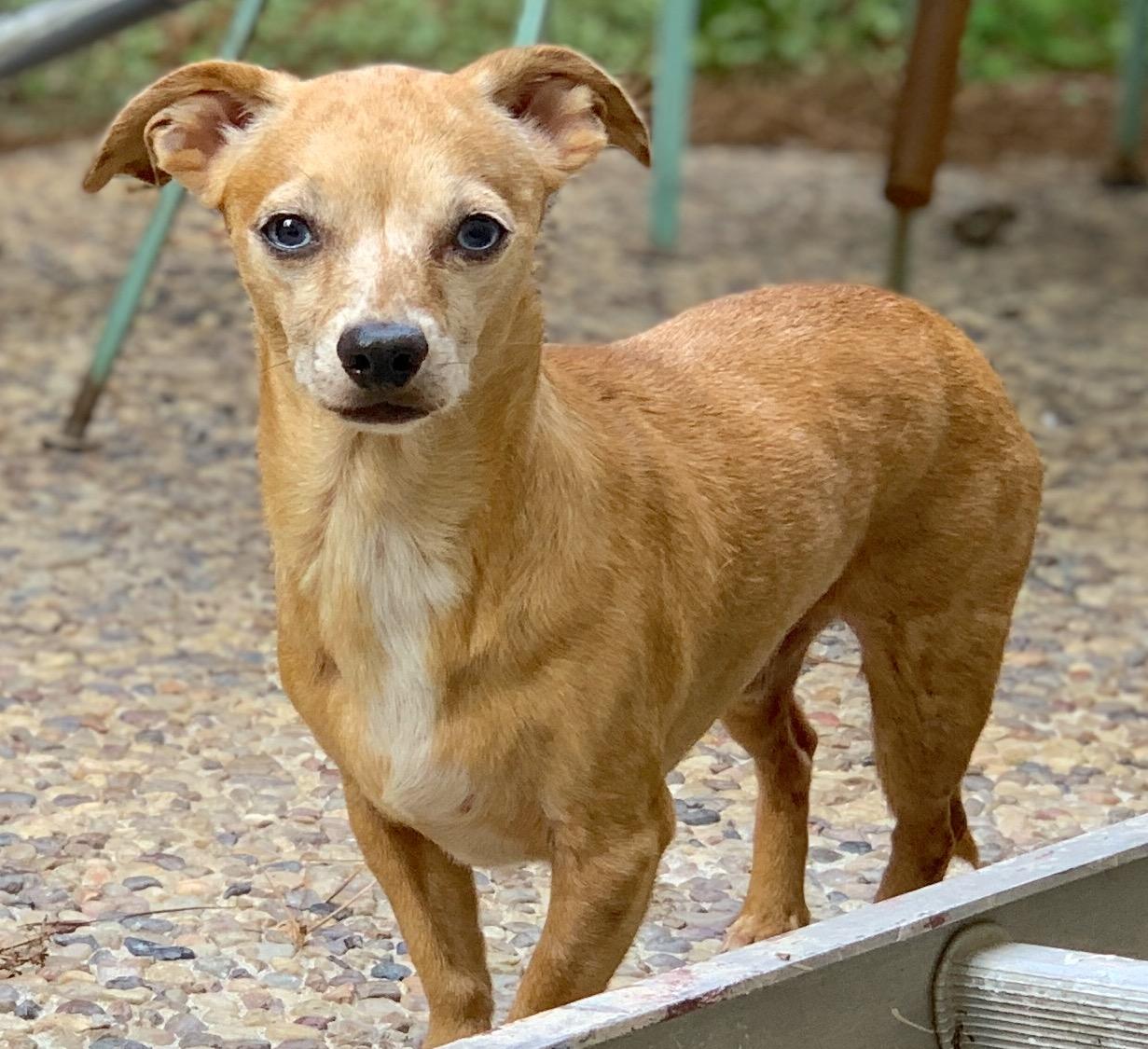 Enlarge ZOEY & BUBBA (bonded pair), a Adoptable mixed breed in Kingwood, TX image 4/6