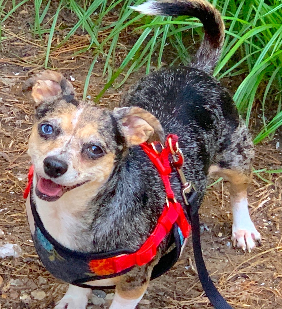Enlarge ZOEY & BUBBA (bonded pair), a Adoptable mixed breed in Kingwood, TX image 2/6