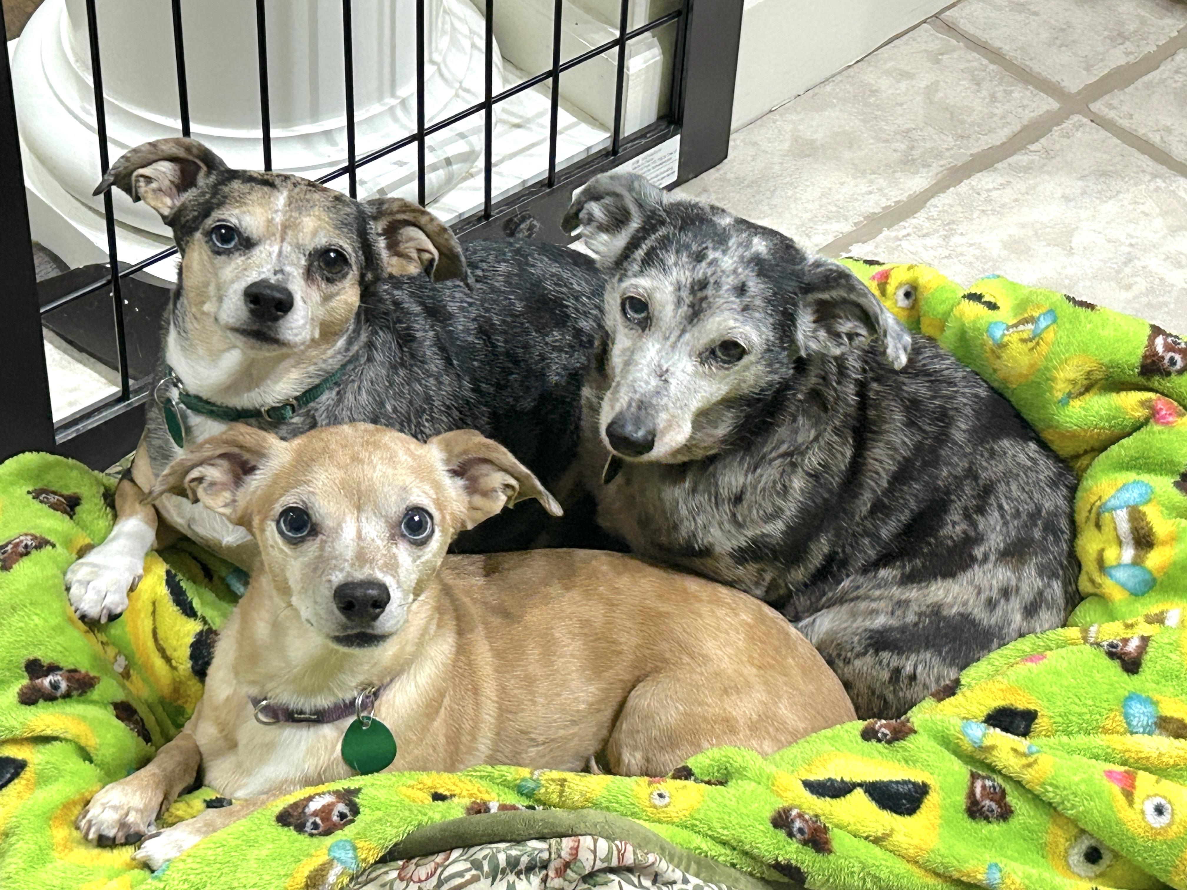 Enlarge ZOEY & BUBBA (bonded pair), a Adoptable mixed breed in Kingwood, TX image 5/6