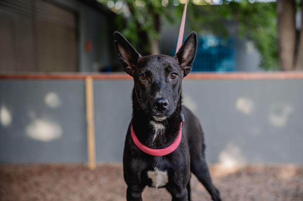 Enlarge Toto, a Adoptable Australian Kelpie in Anacortes, WA image 1/6