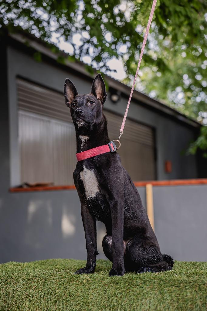 Enlarge Toto, a Adoptable Australian Kelpie in Anacortes, WA image 2/6