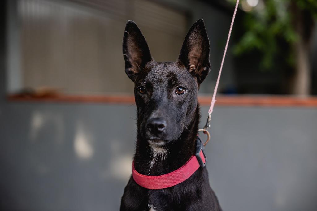 Enlarge Toto, a Adoptable Australian Kelpie in Anacortes, WA image 3/6