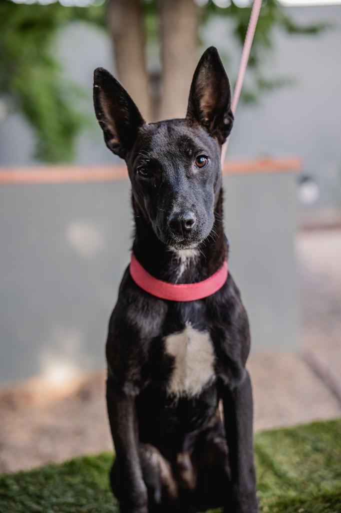 Enlarge Toto, a Adoptable Australian Kelpie in Anacortes, WA image 4/6