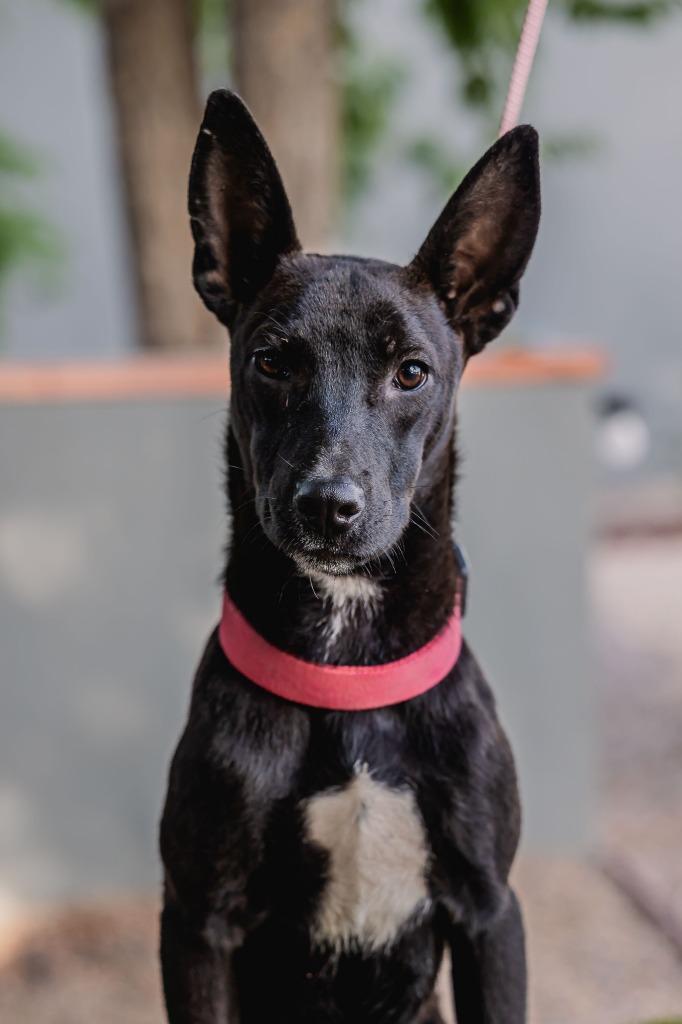 Enlarge Toto, a Adoptable Australian Kelpie in Anacortes, WA image 5/6