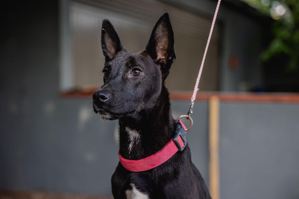 Enlarge Toto, a Adoptable Australian Kelpie in Anacortes, WA image 6/6