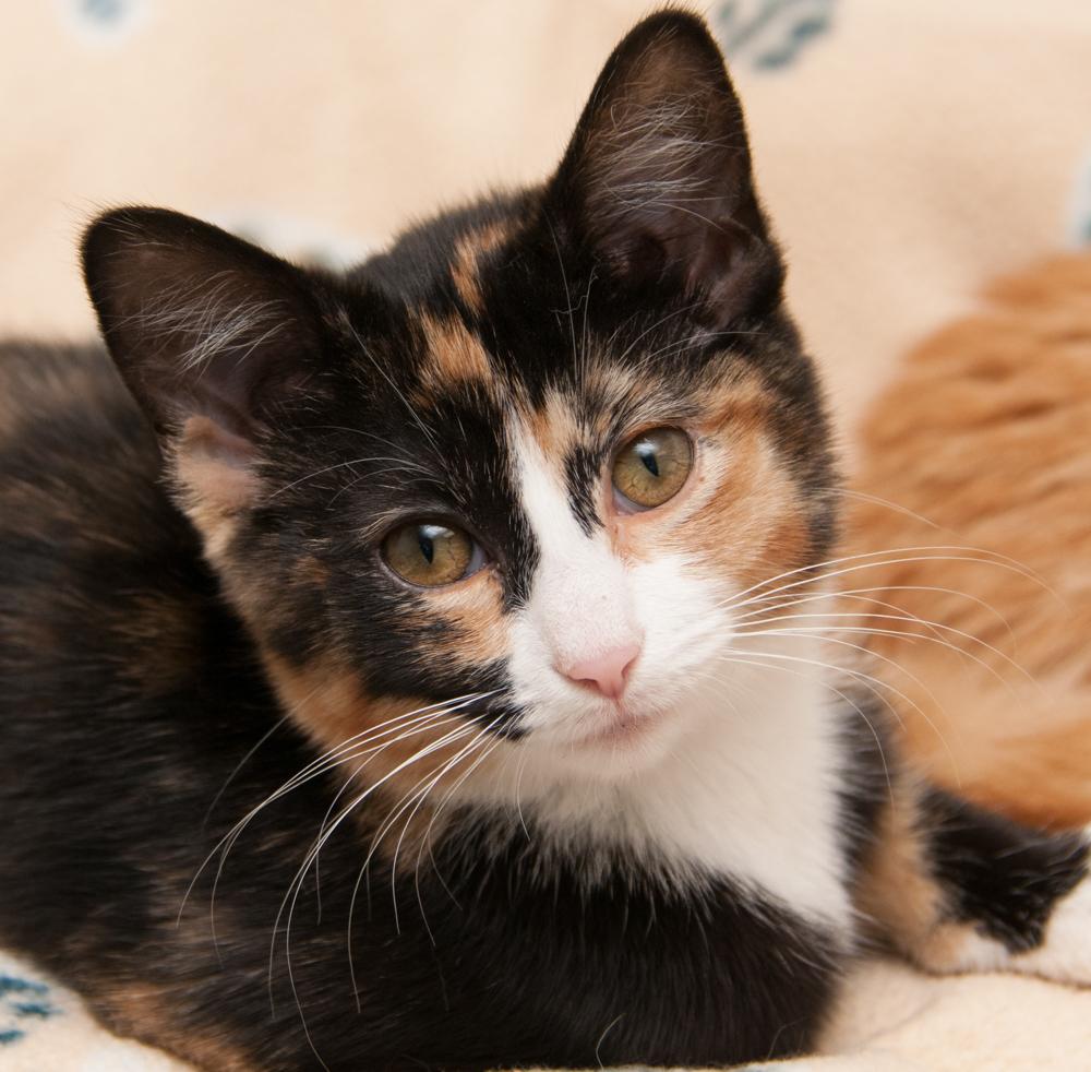 Lola (gets adopted with Blaze)