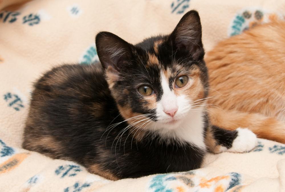 Lola (gets adopted with Blaze)